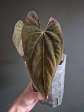 Anthurium papillilaminum