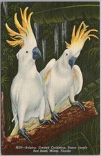 MIAMI, Florida LINEN Postcard