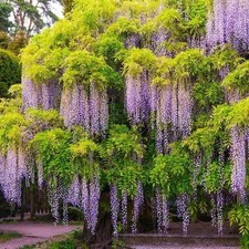Chinese Wisteria blue tree