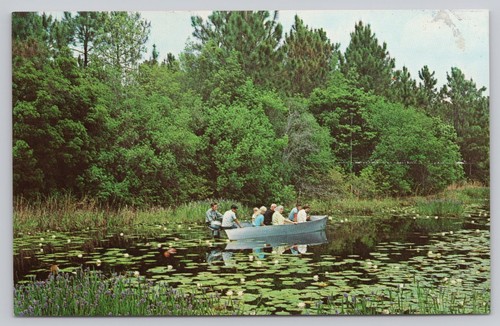 Okefenokee swamp park waycross - okefenokee,