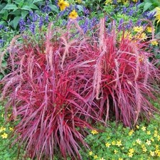 1 × Pennisetum ‘Fireworks’ – Bold  Purple Variegated Fountain Grass – 2L Pot