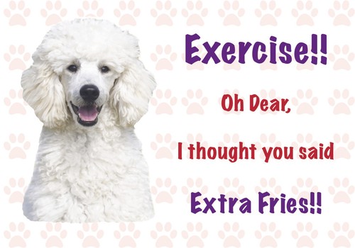 Funny white poodle - poodle, vinyl