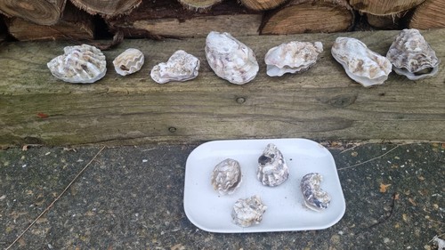 Sea shells oisters - sea,
