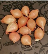Golden Gourmet Shallots Bulbs