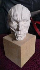 SKINNED MALE  plaster HEAD