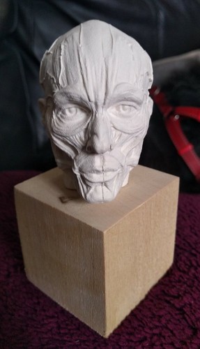 Skinned male plaster head - skinned,