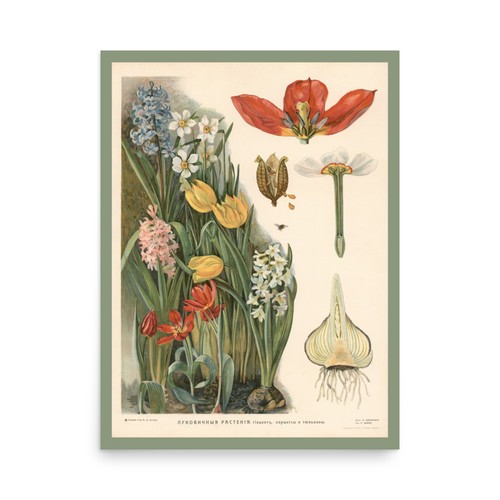 1910 botanical print bulbous - 1910,