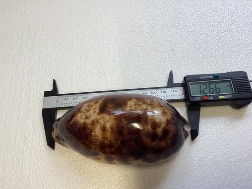 Cypraea testuninaria large - testuninaria,