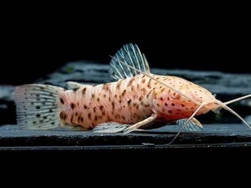 Albino hoplo catfish - albino,