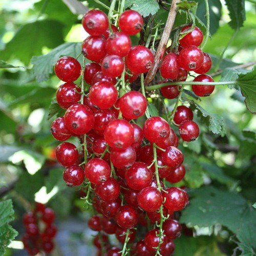 Redcurrant jonkheer van tets - van,