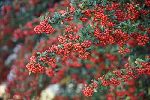 Pyracantha red column - 3x,