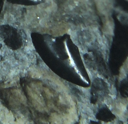 Iconic theropod tooth very - tooth,
