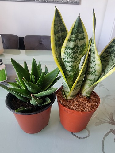 Snake plant - 2x,