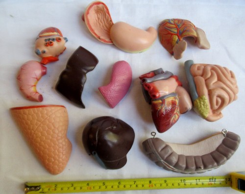 Anatomical model human body - model,