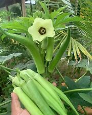 Vegetable - Okra Clemson