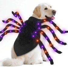 Halloween dog spider wings