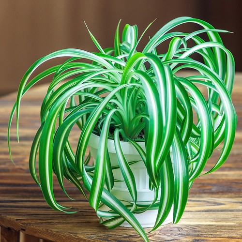 Spider plant chlorophytum - spider,