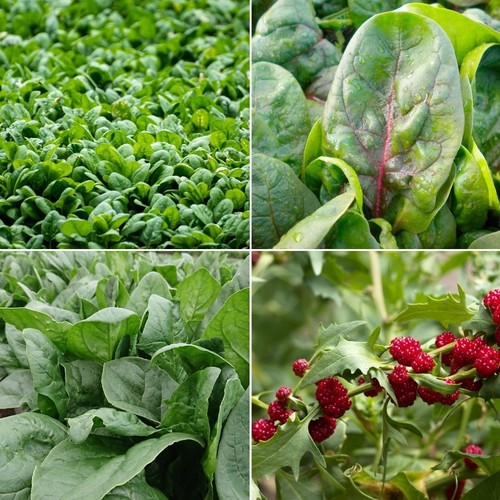 Spinach seeds huge selection - huge,