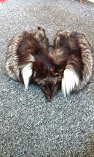 BLACK AND WHITE FOX NECK