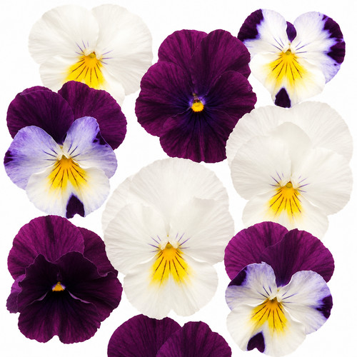Autumn trailing basket flowers - basket,