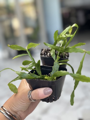 Rhipsalis micrantha pot - pot, of