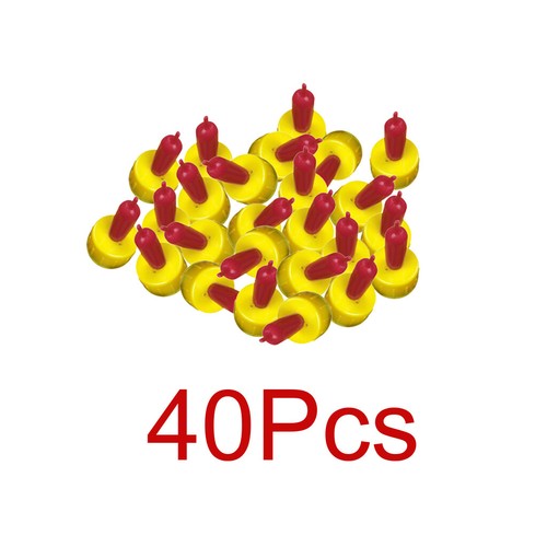 40pcs lamb pet dog - dog, drink
