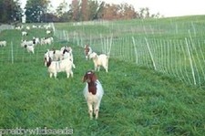 Goats grazing Grass Pasture mixed herbs and grasses FARM Wholesale