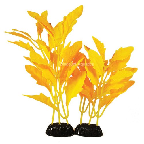 Hygrophilia yellow silk - yellow,