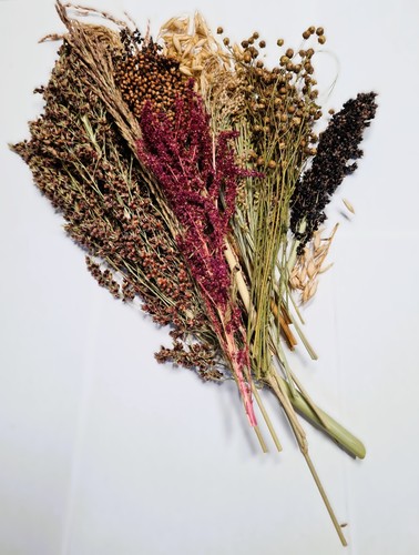 Millet spray bundle - bundle, 300g,