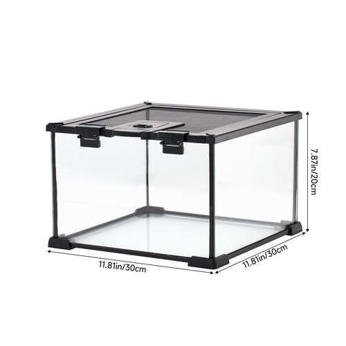 Clear glass reptile - reptile, terrarium