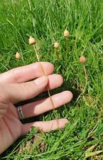 Magic Mushroom Liberty cap Ornament Plant Pot Lawn Bronze or Brass Stem (1 item)