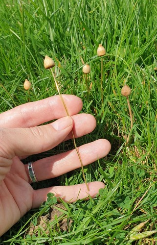 Magic mushroom liberty cap - magic,