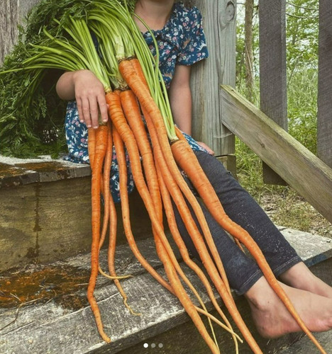 Manpukuji exhibition carrot - manpukuji,