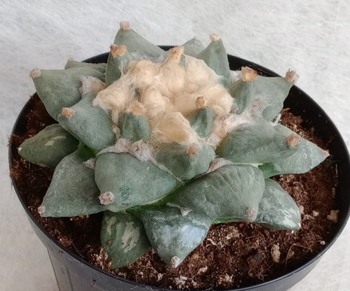 Ariocarpus furfuraceus - furfuraceus, x
