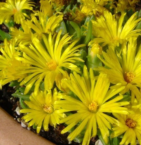 Hardy succulent delosperma - succulent,