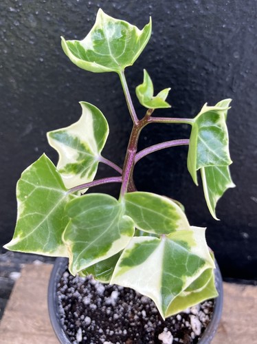 Senecio macroglossus - senecio,