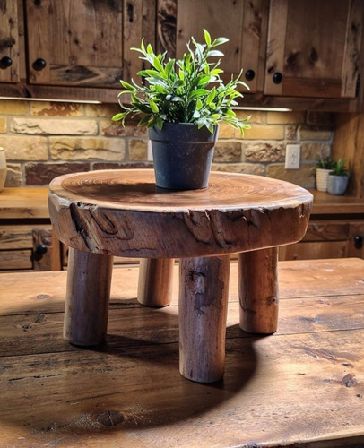 Teak root plant - teak,