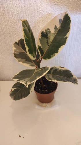 Ficus tineke elastica rubber - -,