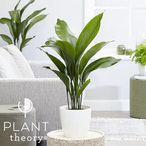 90cm aspidistra elatior - aspidistra,