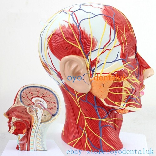 Medical human anatomical model - human,