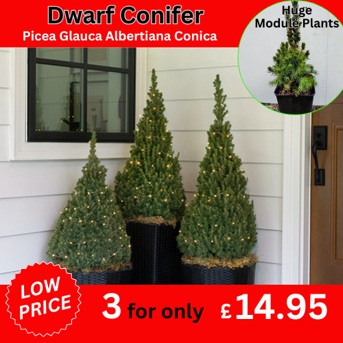 Dwarf conifer picea - dwarf,