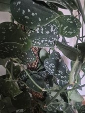 Satin Pothos Unrooted Cutting