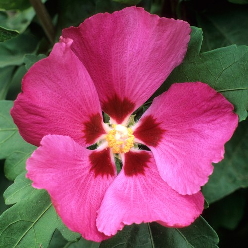 Hibiscus syriacus woodbridge - hibiscus, |