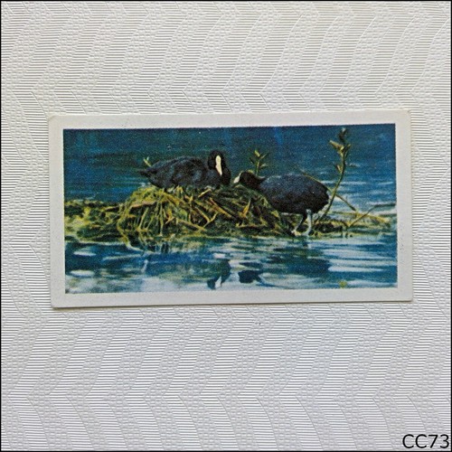 Brooke bond british birds - brooke,
