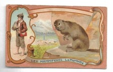 La Marmotte - - Les