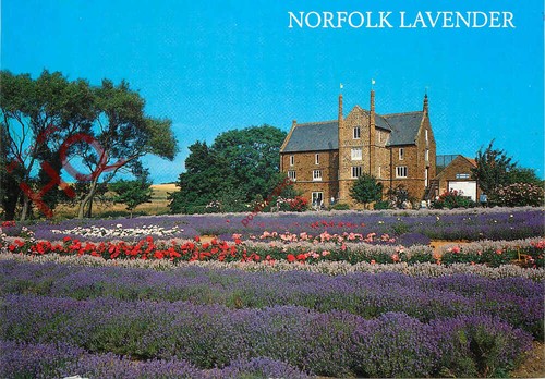 Picture postcard norfolk - picture, postcard>>norfolk