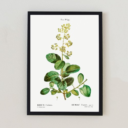Vintage botanical plant - vintage,