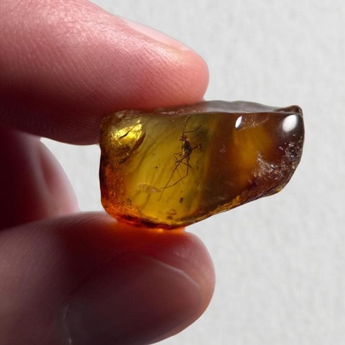 Burmese amber fossil - amber, rare