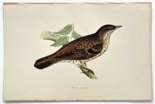 White thrush morris - thrush,
