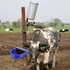 Calves Drinking Cattle